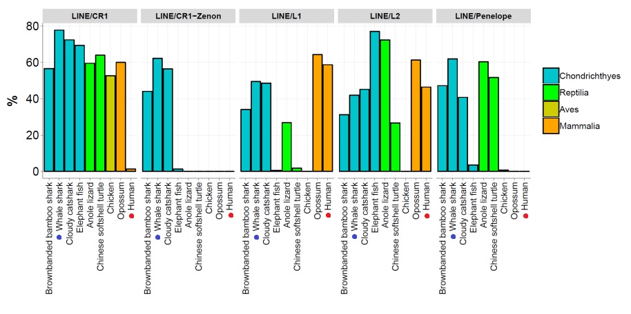 인트론 내에 존재하는 반복서열 종류가 생물종(고래상어는 파란 점, 사람은 빨간 점으로 표시)에 따라 다른 것을 확인 할 수 있다. 특히 LINE/CR1, LINE/CR1-Zenon, LINE/Penoelope 반복서열은 고래상어에서 가장 많이 발견됐다. (출처: PNAS)