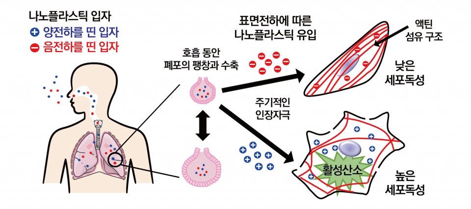 미세플라스틱의 표면 전하에 의한 폐 세포 독성 유발 모식도 (출처: KBSI)