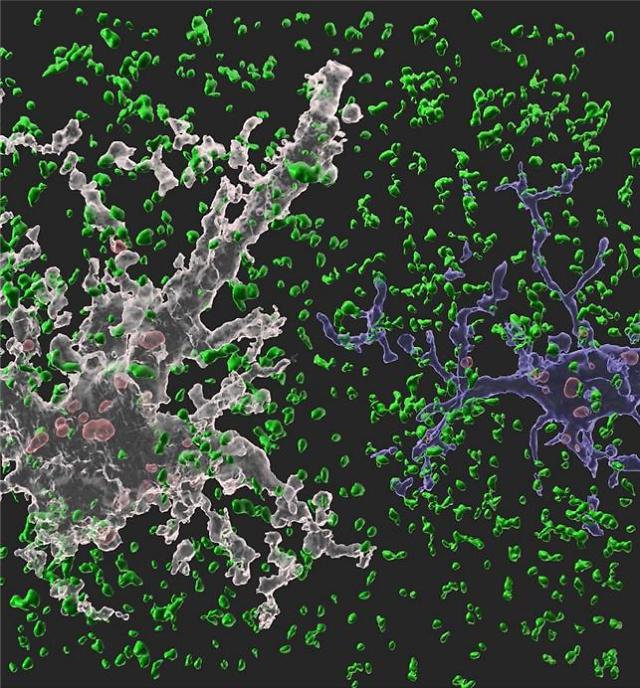 네이처(Nature)에 수록된 연구 이미지. 흰색 별아교세포와 파란색 미세아교세포가 시냅스(정상 시냅스는 녹색, 신경교세포에 의해 제거된 시냅스는 붉은색)를 제거하고 있는 모습(출처: 카이스트)