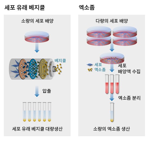 세포유래베지클과 엑소좀의 비교(사진=엠디뮨)