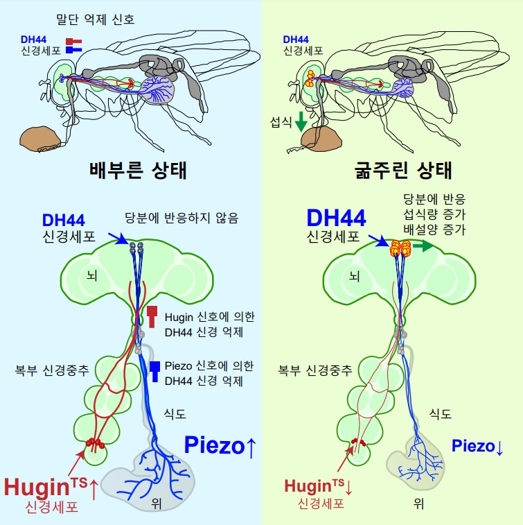 초파리의 DH44 신경세포의 두 가지 억제신호에 대한 모식도(사진=KAIST)