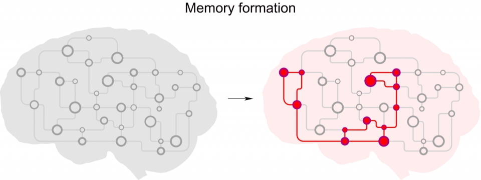 강하게 서로 연결된 뉴런 집합체 형성을 통한 기억 형성(사진=KAIST)
