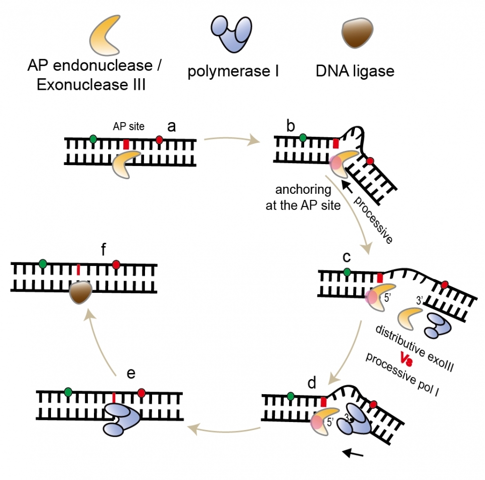 AP 핵산절단효소(AP endonuclease/ExoIII)와 DNA 중합효소(DNA polymerase)가 손상된 유전자의 염기를 복구하는 과정을 나타내는 모식도(사진=광주과학기술원 이광록 교수)