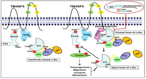 TM4SF5 결합에 의한 종양단백질 c-Src 활성화 상세 기전 규명(사진=이정원 서울대 교수)