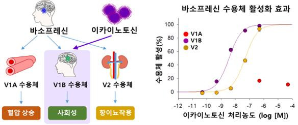 이카이노토신의 바소프레신 V1B 수용체 활성 촉진 효과(사진=국립해양생물자원관)
