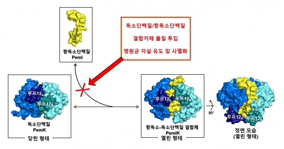 독소단백질 PemK와 항독소단백질 PemI의 결합 모드(사진=서울대학교 약학대학 이봉진 교수)