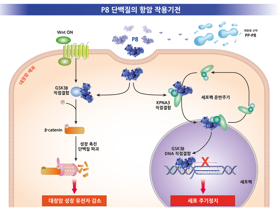 유산균 유래 P8 단백질의 항암 작용 기전 모식도(사진=쎌바이오텍)