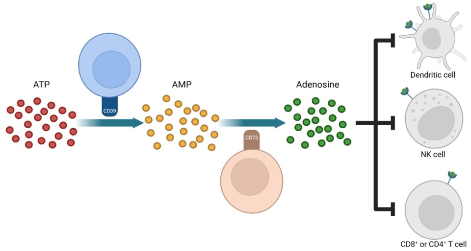 종양미세환경에서의 ATP 전환에 의한 면역세포 활성 억제 기전(사진=와이바이로직스)