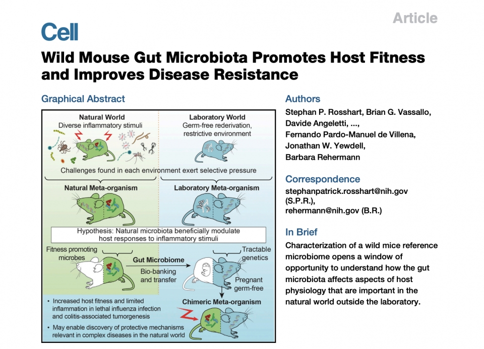 타코닉의 무균 마우스가 사용되었던 연구의 저널 (출처: cell 학회지 "Wild Mouse Gut Microbiota Promotes Host Fitness and Improves Disease Resistance")