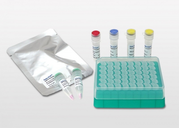 Palm PCR™ ASFV Fast PCR Kit (아람바이오시스템 제공)