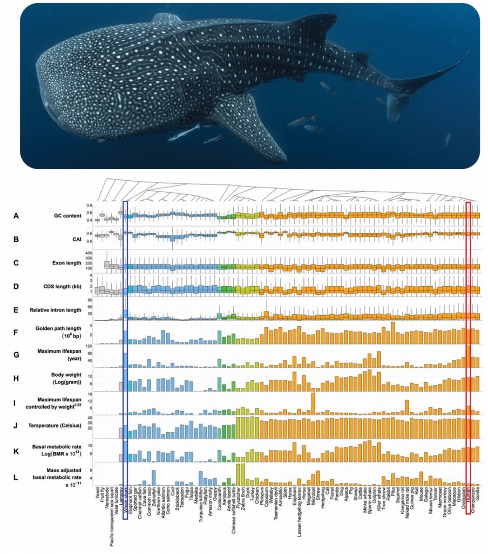 고래상어(파란 박스 표시)와 사람(빨간 박스 표시)을 포함한 총 85종 생물체의 비교 연구를 통해 게놈이 가지는 물리적인 특성들과 몸무게, 수명, 기초 대사량 등의 상호 연관성을 분석할 수 있다. (출처: biorxiv.org)