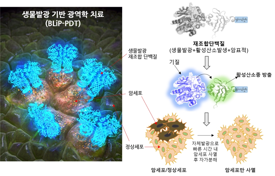 생물발광현상을 이용한 암세포의 광역학적 치료법 모식도 (출처: KBSI)