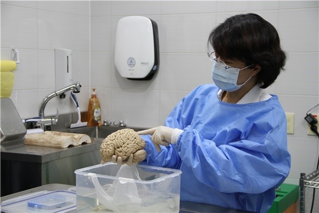 뇌연구원 연구자가 포르말린에 고정된 대뇌반구에 대한 실험을 하고 있다 (출처: 한국뇌연구원)