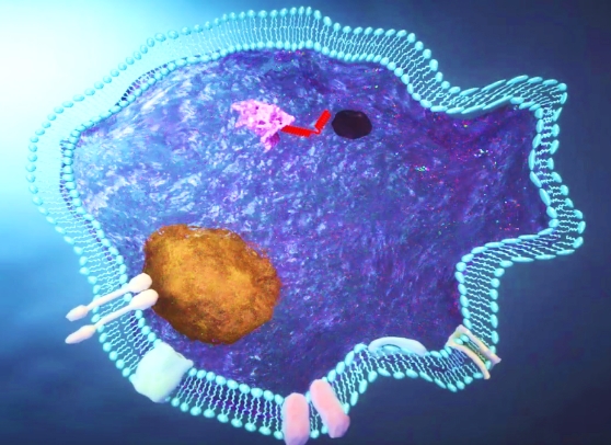 세포막 전송 펩타이드 (aMTD)가 병든 세포 안으로 약리물질을 전송하는 모습(출처: 셀리버리)