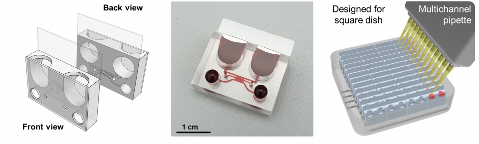 혈액-뇌 장벽 칩 디자인. 제작된 칩의 도면 (왼쪽), 실제 사진(가운데) 및 다수의 칩을 동시에 배양할 수 있는 플랫폼 구축(오른쪽)(사진=연세대 조승우 교수)