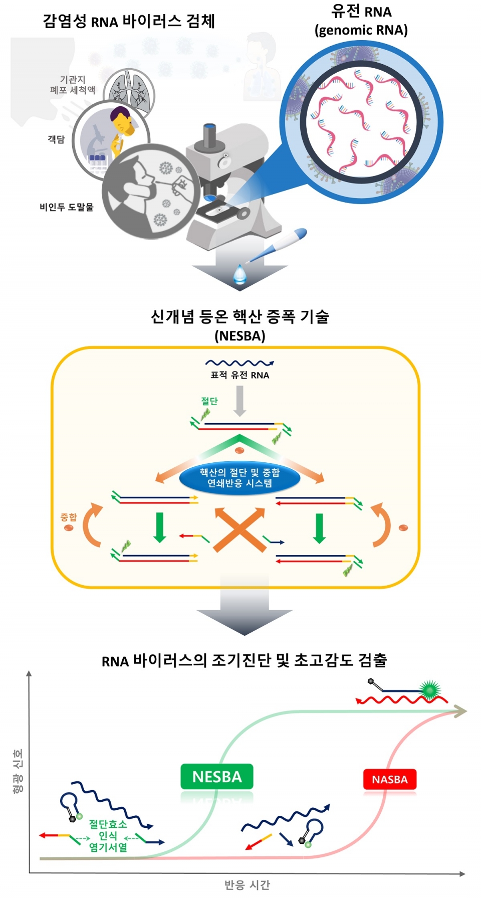 RNA 바이러스 초고감도 검출 기술 연구 모식도(사진=KAIST)