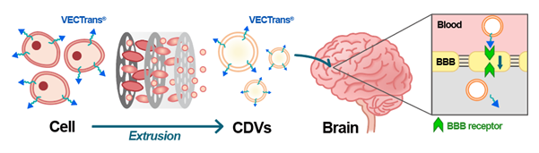 VECTrans-CDV 기반의 전신 투여 약물전달체 기술 개념도(사진=엠디뮨)