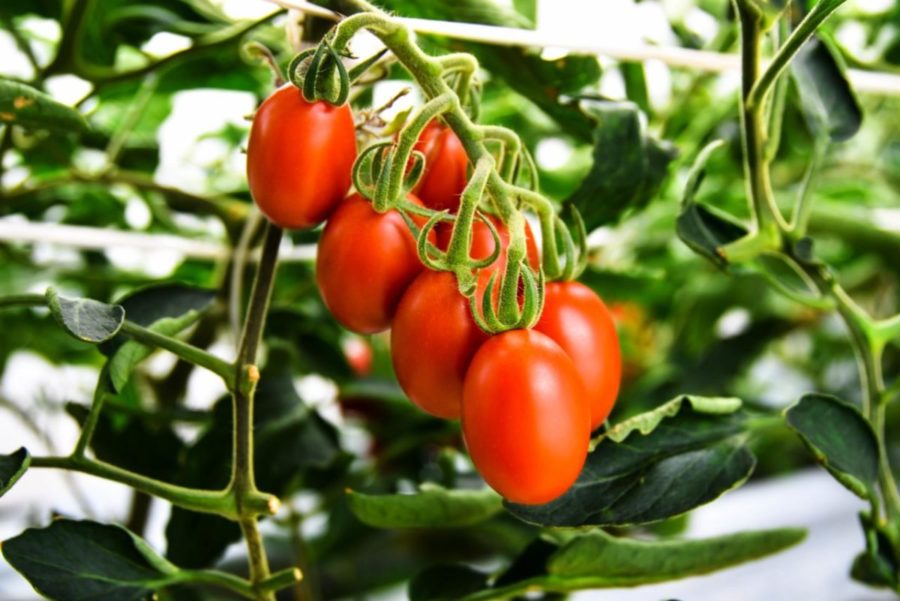 일본 사나텍시드社가 크리스퍼 유전자 가위(게놈 편집) 기술을 통해 일반 토마토보다 4~5배 많은 GABA를 생산하는 토마토를 판매한다(사진=사나텍시드)
