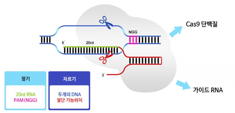 CRISPR 유전자가위의 구조(사진=툴젠)