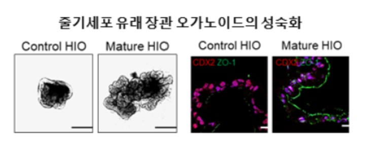줄기세포 유래 장관 오가노이드(HIO, Human Intestinal Organoids)에 대한 성숙화를 나타낸 그림으로 첫 번째 그림에서 대조군(Control)에 비해 성숙화된 HIO에서 막 단백질 및 접합 단백질의 발현이 증가됨을 확인할 수 있다. 대표적 예로, 두 번째 그림에서 단백질 염색을 통해 대조군(Control)에 비해 접합 단백질(ZO-1)이 발현된 것을 확인할 수 있다.(사진=안전성평가연구소)