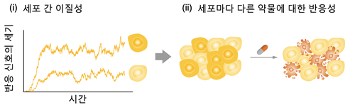 세포 간 이질성과 세포마다 다른 약물에 대한 반응성(사진=KAIST)