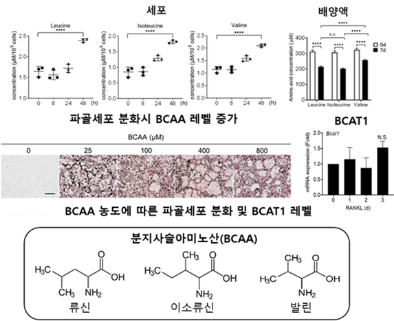 분지사슬아미노전달 효소1(BCAT1)이 분지사슬아미노산(BCAA) 대사 과정을 조절해 파골세포의 성숙을 촉진한다(사진=한국기초과학)