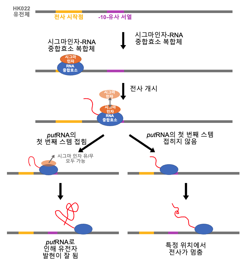 그림 5. HK022 putRNA의 작동 원리(사진=)