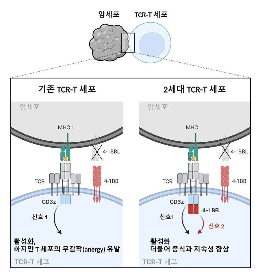 2세대 TCR-T 세포의 신호 전달 메커니즘 모식도. TCR 의 신호 전달에 핵심 하위 유닛인 CD3z에 4-1BB의 신호전달 도메인이 합성된 퓨전 CD3z 모듈을 구축함. 퓨전 CD3z 모듈이 발현된 2세대 TCR-T 세포는  면역 억제 환경에서 기존의 TCR-T 세포보다 향상된 증식과 지속성을 보임(사진=KAIST 생명과학과 김찬혁 교수)