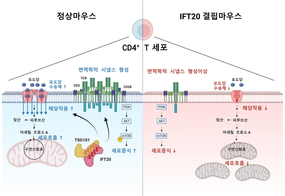 연구 모델 요약도. IFT20단백질은 TSG101과 결합하여 면역학적 시냅스를 형성한다. 면역학적 시냅스가 형성되면 PI3K-AKT-mTOR 신호가 증폭되어 CD4+ T세포가 증식하고, 포도당 수송체가 증가하여 해당 작용과 세포 호흡이 증가한다. IFT20이 결핍된 CD4+ T세포에서는 면역학적 시냅스 형성이 저하되며, 이로 인해서 세포 증식과 해당 작용, 세포 호흡 모두가 감소하게 된다(사진=KAIST)