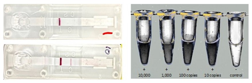유전자가위 진단 키트 플랫폼을 활용한 COVID19 진단키트 시제품(왼쪽) 및 럼피스킨병 바이러스 유전자 검출 결과(오른쪽)(사진=(주)엔세이지)