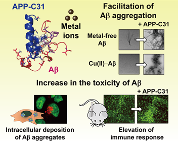아밀로이드 전구체 C 말단 절단체(APP-C31)가 알츠하이머 병리 인자들 기능에 미치는 영향(그림 제공 및 설명=KAIST)